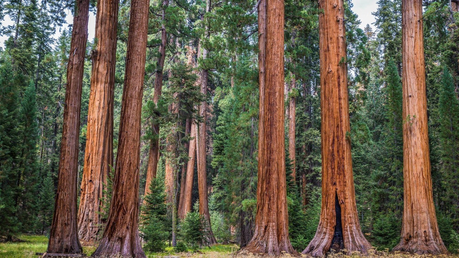 Giant sequoia trees in Sequoia National Park in California.